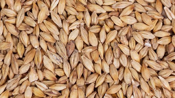 回奶大麥茶要煮多久