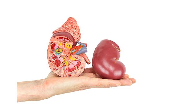 什么時(shí)間服用金匱腎氣丸最好