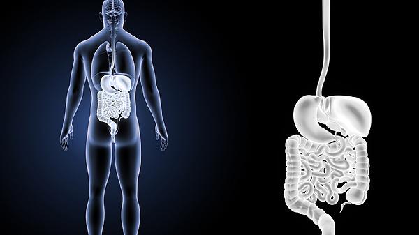 腸燥津虧吃什么中成藥